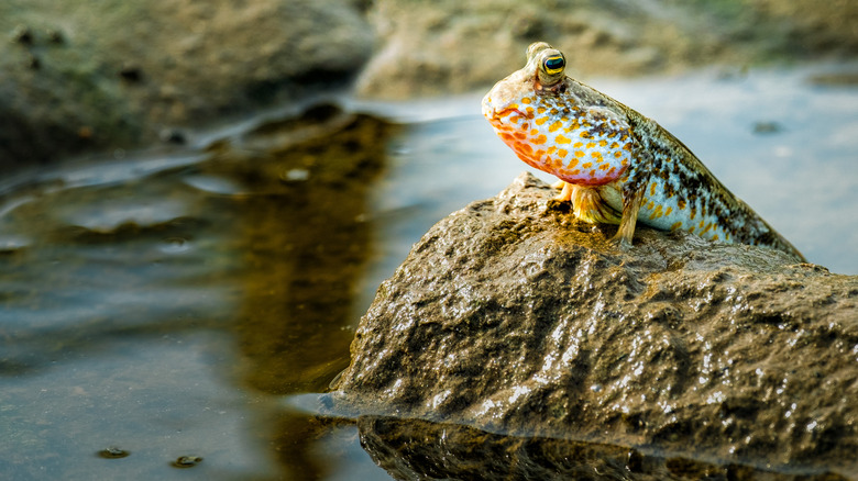 mudskipper sitting on some mud