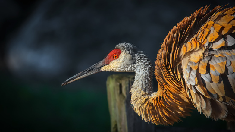 sandhill crane closeup