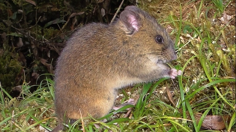 Burneo's oldfield mouse eating