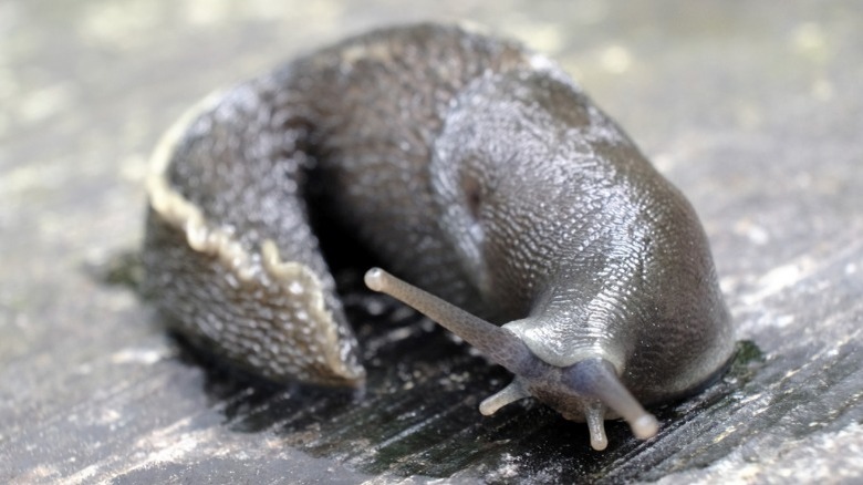 Close-up of Limax cinereoniger 