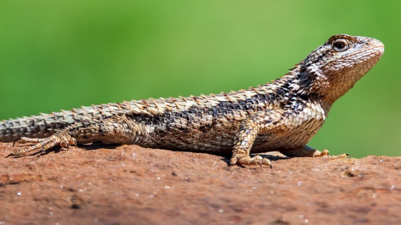 Sceloporus olivaceus sunning on a rock