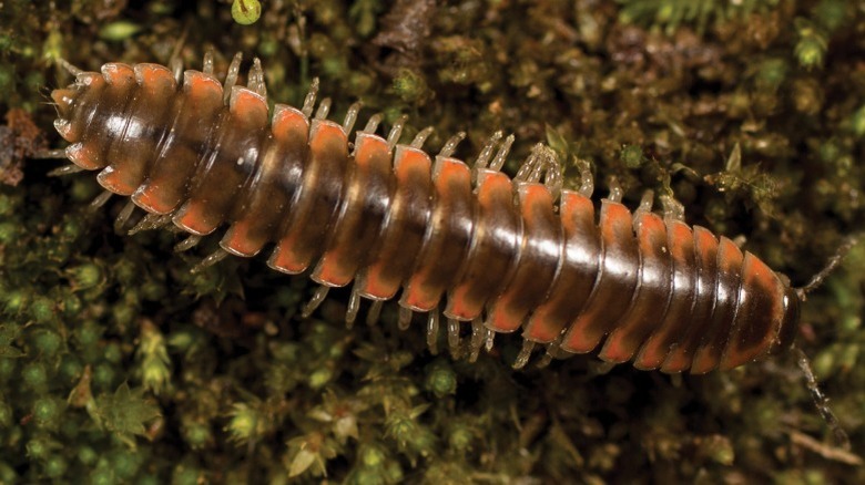 Close-up of Nannaria swiftae on moss