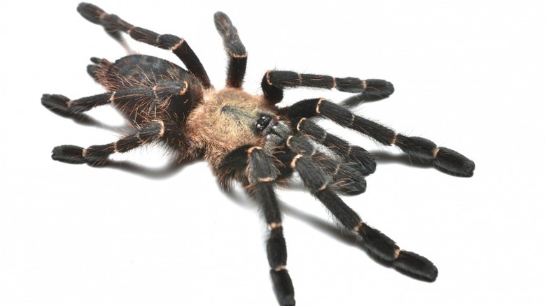 A close-up of a female Taksinus bambus on a white background