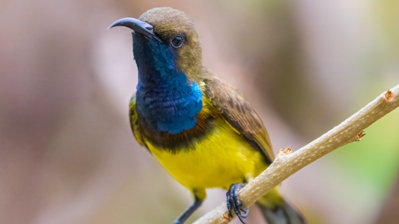 An Olive-backed Sunbird perch on a stick