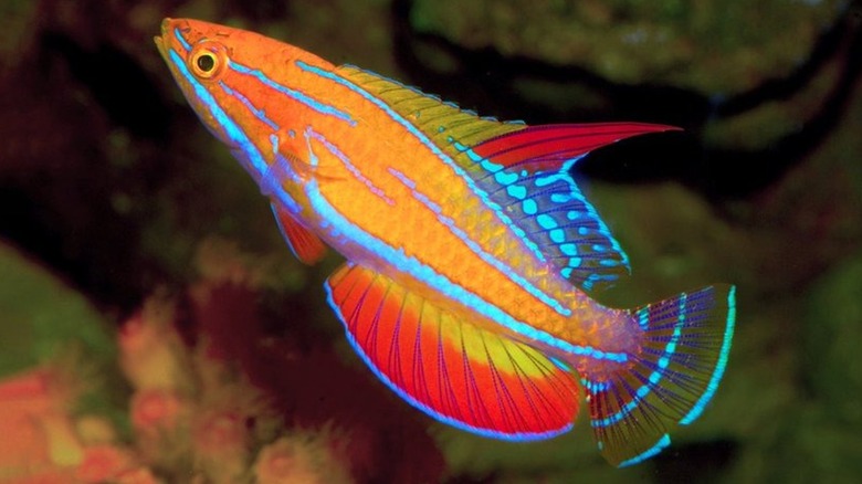 Rainbow-colored Amanda's flasher wrasse swimming