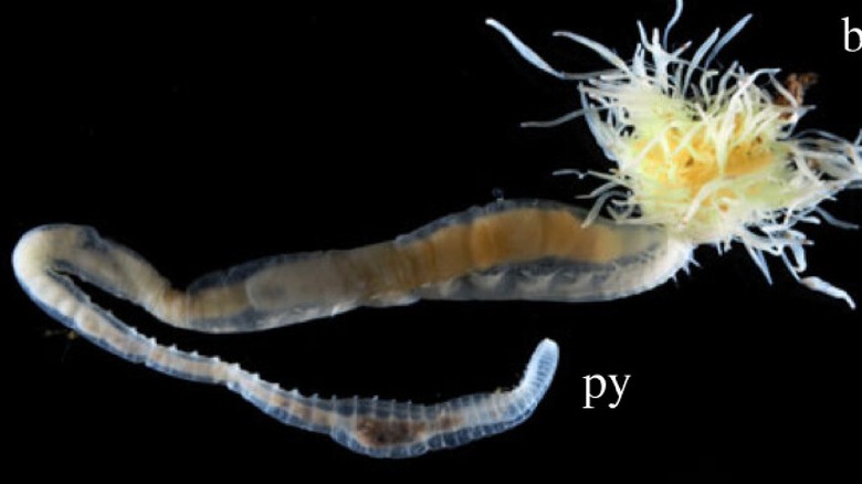 A close-up of a bristly seaworm