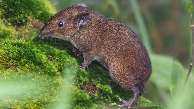 Close-up of a lesser gymnure standing on a moss-covered log