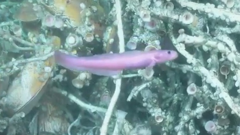 Close-up of purple Jacó eelpout mussels reed