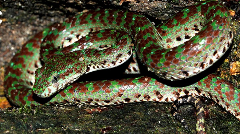 A limestone eyelash pit viper coiled near rock