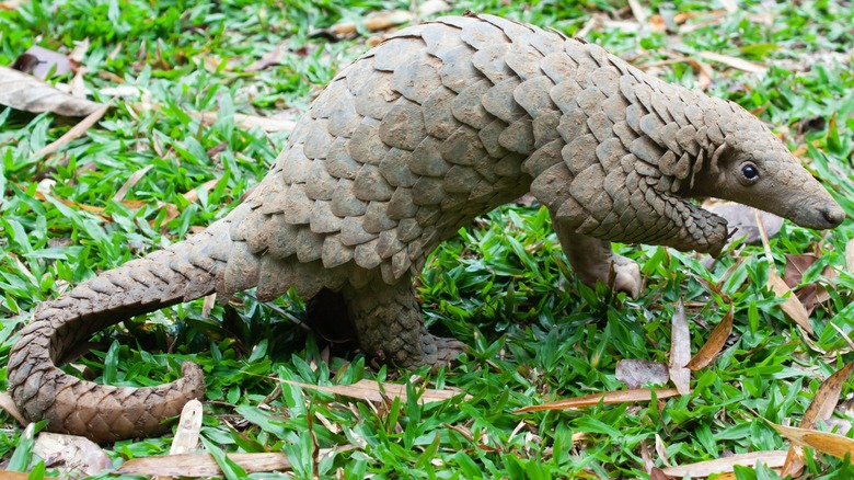 Asian pangolin standing on grass