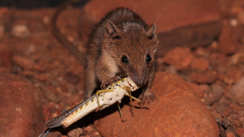 A cracking-clay Pilbara planigale eating a locust