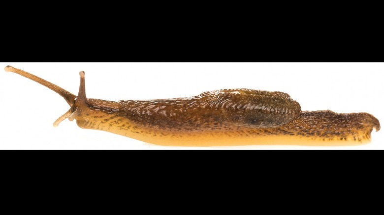 A small-shelled slug on white background