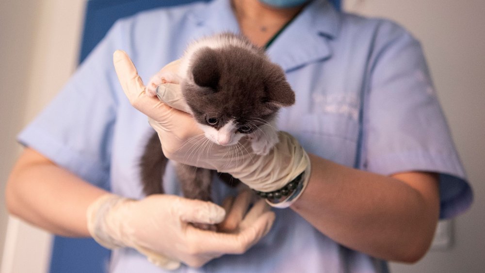 Cat with a vet 