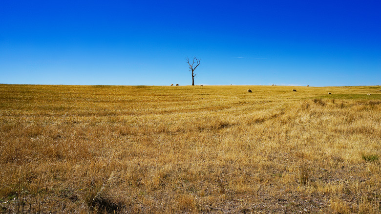 Rural landscape near Boorowa, New South Wales