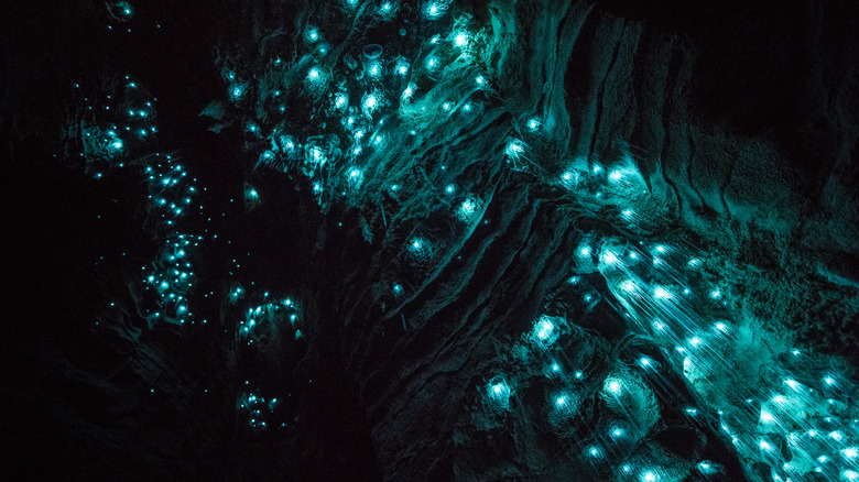 waitomo glowworm caves