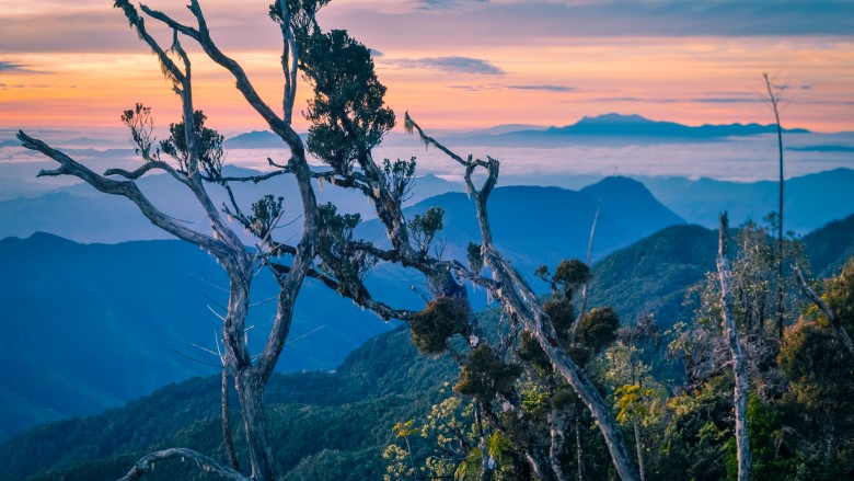 trees in mountains