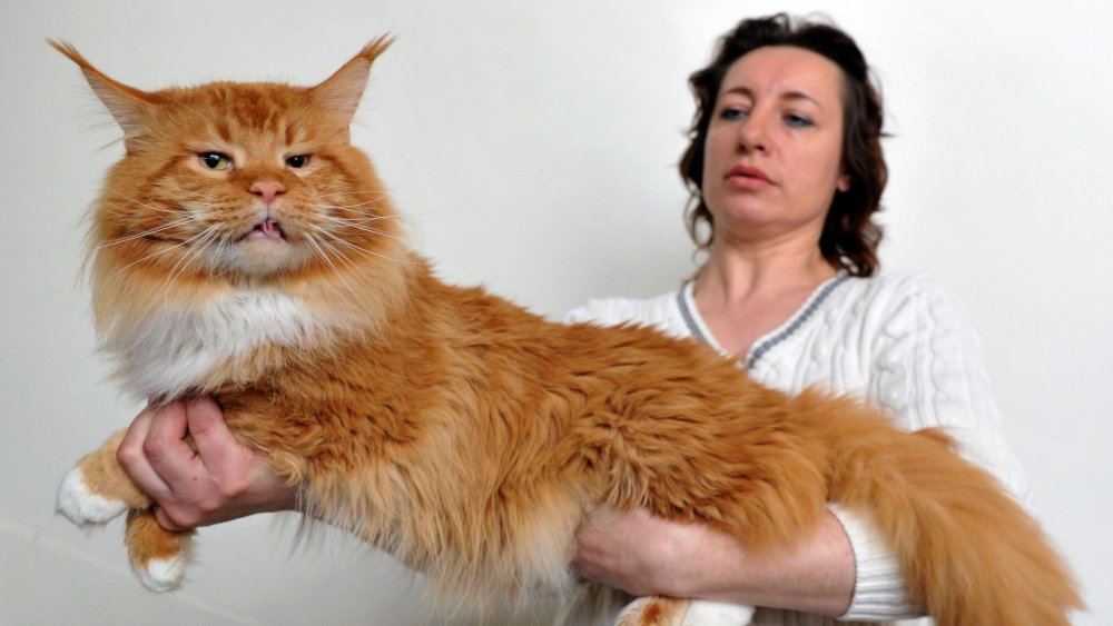 Maine Coon Cat