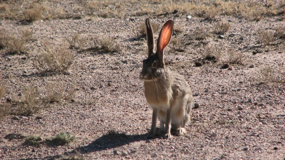 The Hare's Bride, messed up Brothers Grimm fairy tales