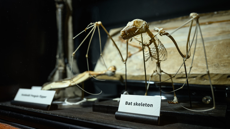 Bat skeleton on display