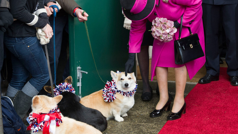 Queen Elizabeth petting a corgi