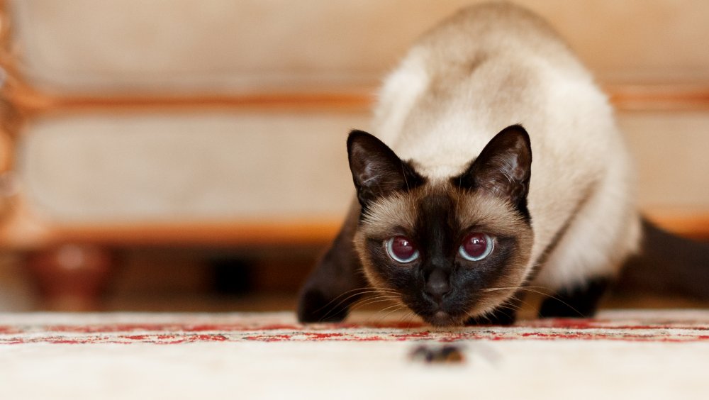 Siamese cat