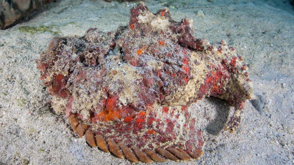 stonefish