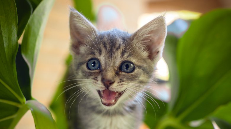 cat, houseplant