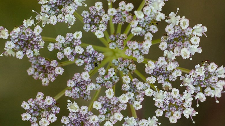 spotted water hemlock