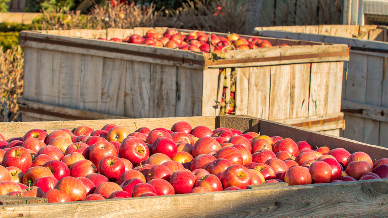 apples ready to be pressed into hard cider