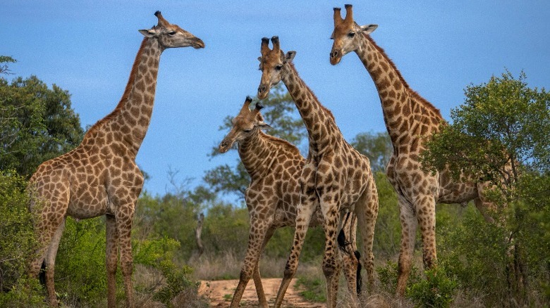 Giraffes playing in Kruger National Park