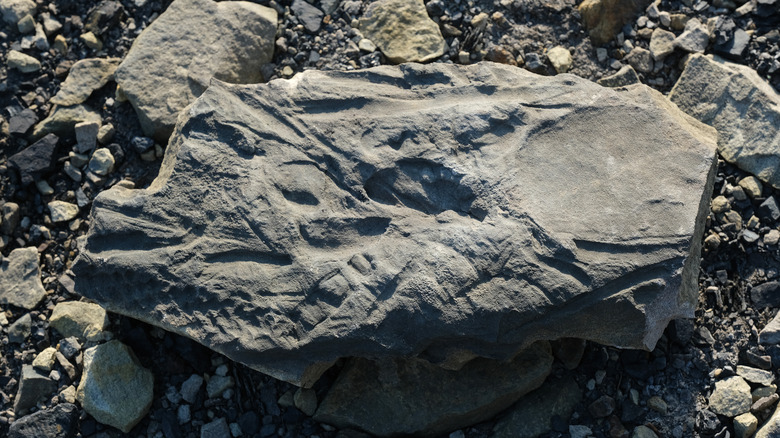 Fossilized fern, Norway