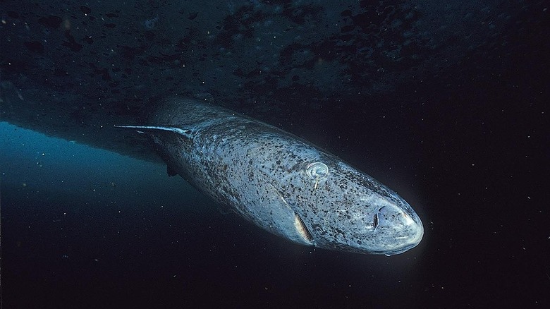 Greenland Shark