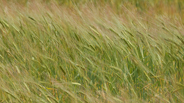 Icelandic barley