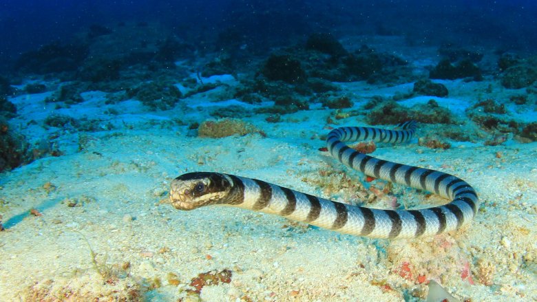 Dubois' sea snake