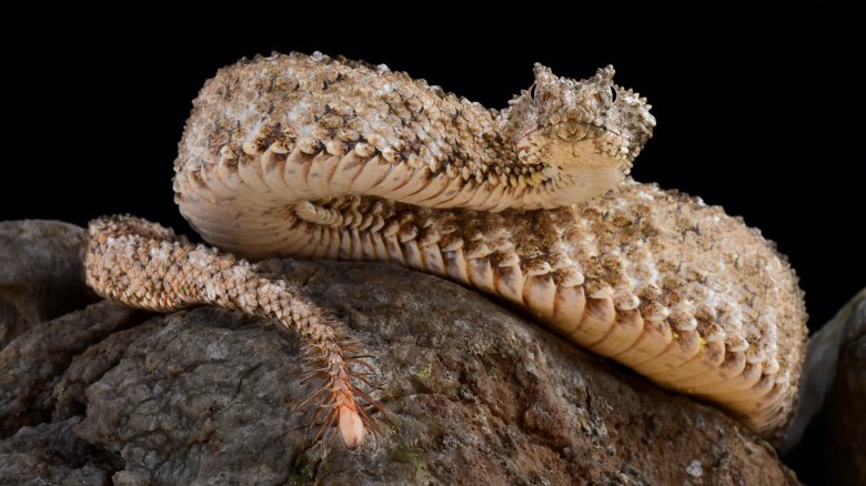 spider-tailed viper