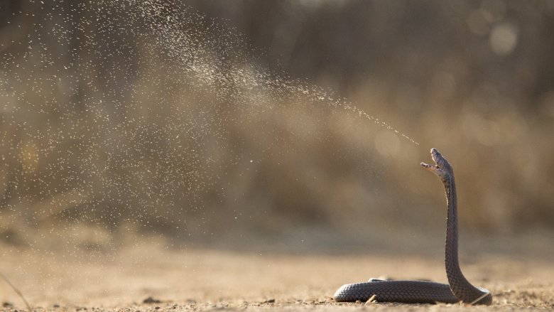 Spitting cobra