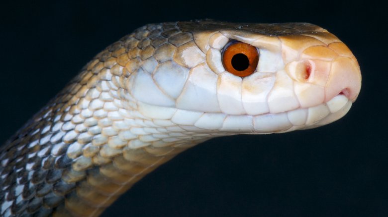 Taipan