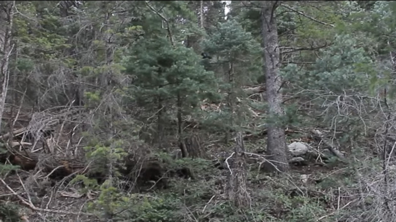 Purported Utah bigfoot in trees