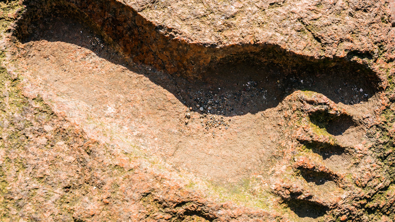 Bigfoot footprint in clay soil