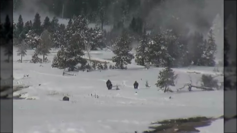 Sasquatch in Yellowstone National Park