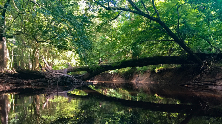 Congaree National Park