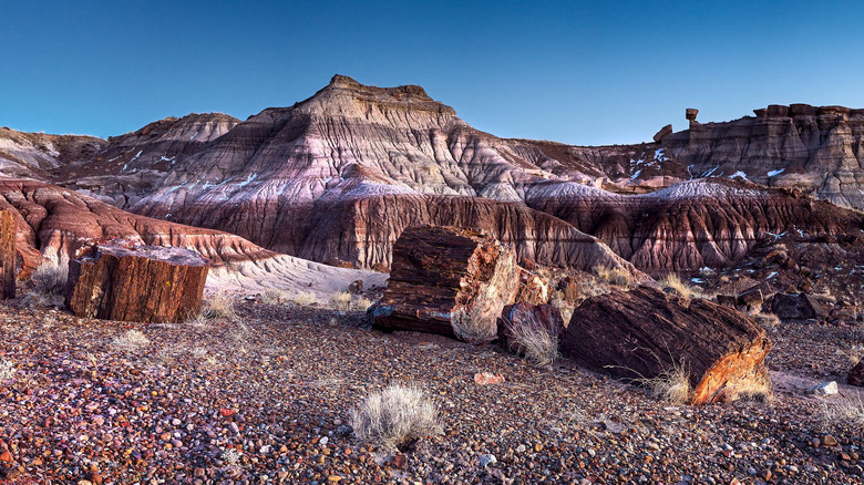 Petrified Forest National Park 