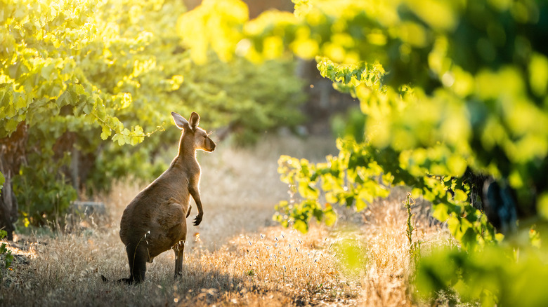 Kangaroo in Australian vineyard