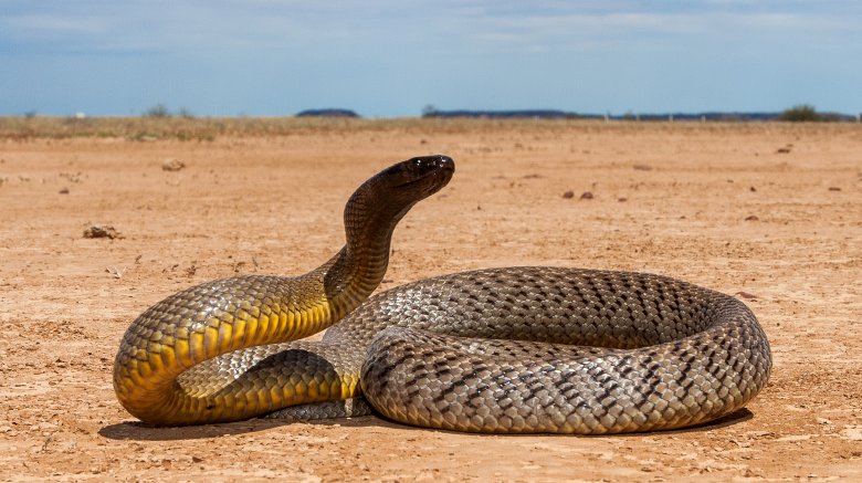 inland taipan snake