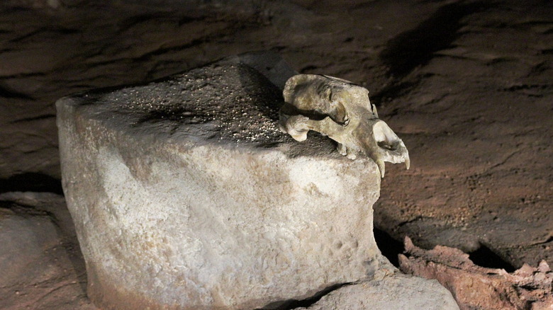 bear skull found in a chamber of chauvet