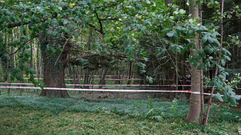 Sand Hutton gravel pits, a wooded area