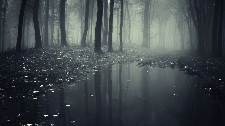 dark pond