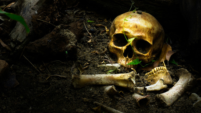 Skeletal remains in forest 