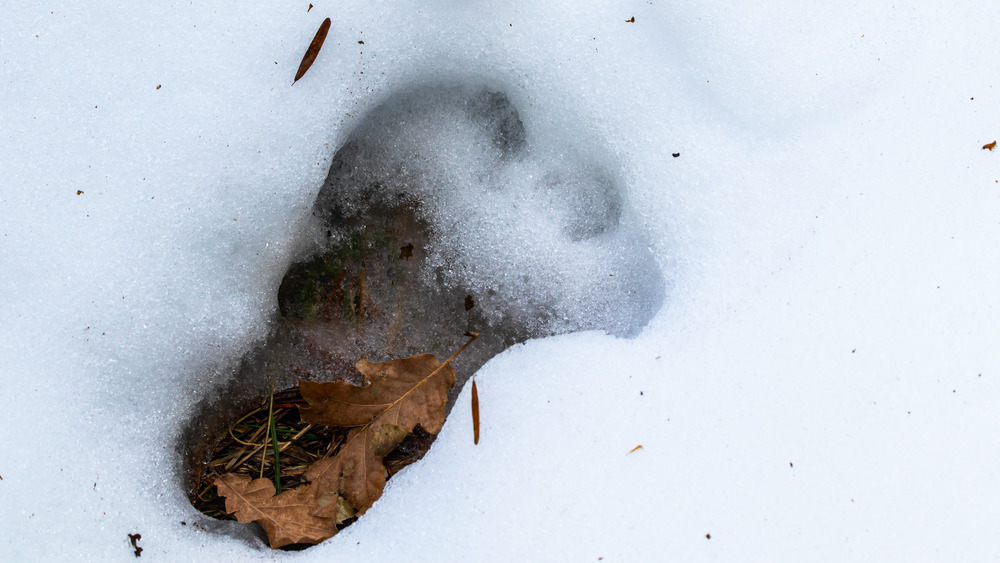 Yeti footprint