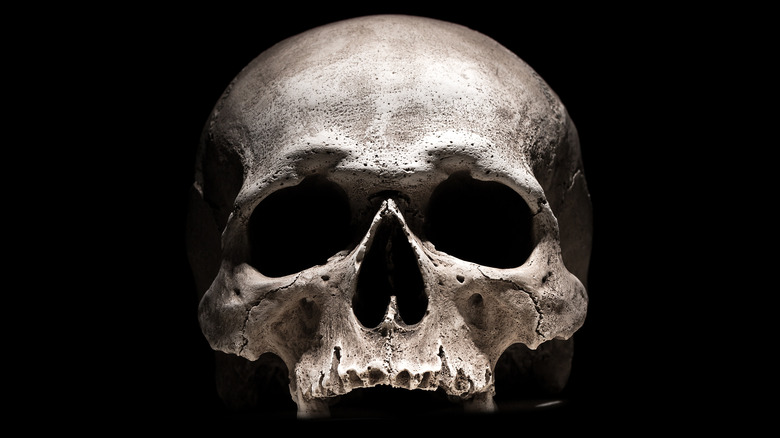 human skull